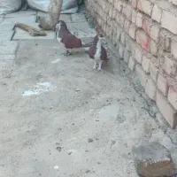 یک جفت امری سرخ