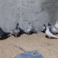 کبوتر تهرونی و دمگیر