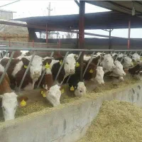 گوساله سمینتال هلشتاین|حیوانات مزرعه|بندر ترکمن, |دیوار