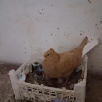 تعداد ۱۰۰عدد دم سفید کرمونی|پرنده|مشهد, هفده شهریور|دیوار