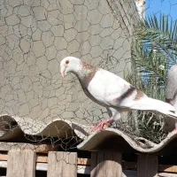 پیازی، آلمانی،موشی، هر سه ماده|پرنده|آبپخش, |دیوار