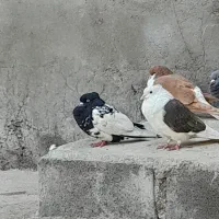 با سلام دوکت معاوضه کبوتر|پرنده|رامهرمز, |دیوار