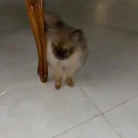 پامر ۷ ماهه|سگ|کرج, شهرک آسمان|دیوار