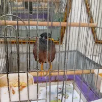 مرغ مینا سخنگو پرو