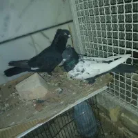 کفتر کبوتر طوقی و سینه و بزک سیاه ذات قدیمی بهشرط|پرنده|داراب, |دیوار