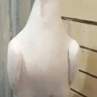 دم زرد|پرنده|کرمان, |دیوار