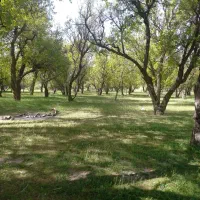 هرس و پیوند تخصصی و مهندسی درختان میوه