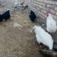 مرغ وخروس محلی