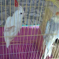 طوطی عروس|پرنده|شوشتر, |دیوار