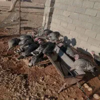 بلقمو نر|حیوانات مزرعه|داراب, |دیوار