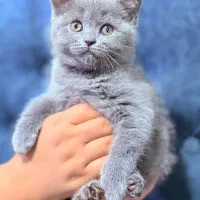 گربه بریتیش بلو فضول