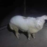 یک عدد بره نر اصل چاق و سرحال