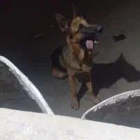 فروش ژرمن|سگ|ری, حمزه‌آباد|دیوار