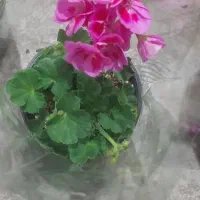 گل شمعدانی و اژدر و حنا