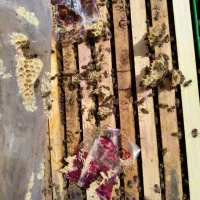 کلنی زنبورعسل از ۳قاب الی ۹قاب