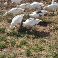 غاز|حیوانات مزرعه|شراء, |دیوار