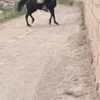 اسب نریان سیاه مشکی واکسی|اسب و تجهیزات اسب‌سواری|تبریز, |دیوار
