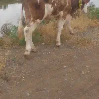 گوساله سیمنتال نر