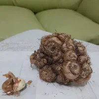 فروش پیاز زعفران قائنات با تخفیف فوری|خدمات باغبانی و درختکاری|قزوین, |دیوار