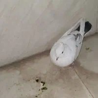 کبوتر و کفتر|پرنده|کهریزک, |دیوار