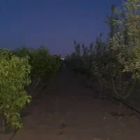 باغ ۳۵۰۰ متر بنا دار سند تک برگ درخت بارده ۶ ساله|فروش خانه و ویلا|شهریار, شهرک شاهد|دیوار