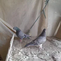 کفتر(کبوتر)|پرنده|تهران, طیب|دیوار