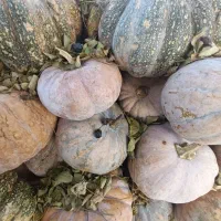 کویی محلی کیلویی 20تومن|خوردنی و آشامیدنی|بندر انزلی, چهارفریضه|دیوار