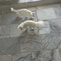 واگذار می‌شوند زنگ بزن توافقی