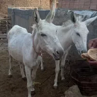 خرگوسفندی سه ساله ویکی یک ساله