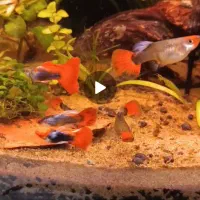 گوپی کوی بالن خاص مولد