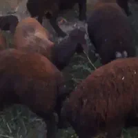 گوسپند بره نر