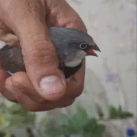 فنچ دم اتیشی