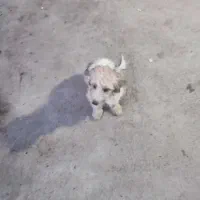 سگ پا کوتاه