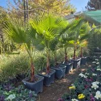 درخت نخل پالم بادبزنی *گلخانه من*|گل و گیاه طبیعی|بیرجند, |دیوار