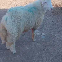 بره قوچ|حیوانات مزرعه|هندمینی, |دیوار