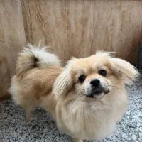 پیکینز اشپیتز|سگ|اردبیل, |دیوار