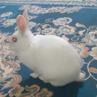 خرگوش سفیدو خوشگل