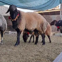 قوچ و بره قوچ گل چین شده|حیوانات مزرعه|اصفهان, براآن شمالی|دیوار