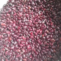 فروش لوبیا قرمز قیمت مناسب|خوردنی و آشامیدنی|شهرکرد, |دیوار