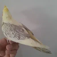 عروس هلندی سخنگو رام