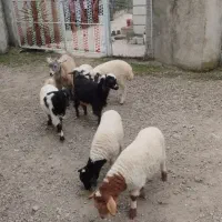 3بزقاله 5بره تالشی|حیوانات مزرعه|شاندرمن, |دیوار