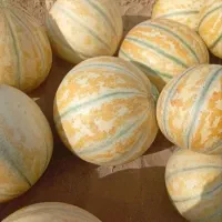 خربزه شاهپسند