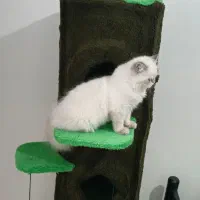 اسکرچر یا خانه گربه