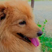 سگ خرسی پامرا