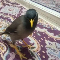 مرغ مینا نرفول رام سخنگو بالای 20کلام|پرنده|تهران, فلاح|دیوار