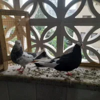 کفتر سرحال