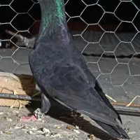 نروماده سرک سیاه و ماده مسافتی