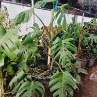 ۵تا گل یک هدیه|گل و گیاه طبیعی|مشکین‌دشت, |دیوار