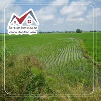 فروش-زمین-شالیزاربرنج-مدارک-کامل-پر-محصول