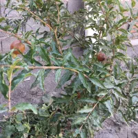 باغچه و باغ معاوضه و تهاتر  با ماشین و..|فروش زمین و ملک کلنگی|رباط‌کریم, انجم آباد|دیوار